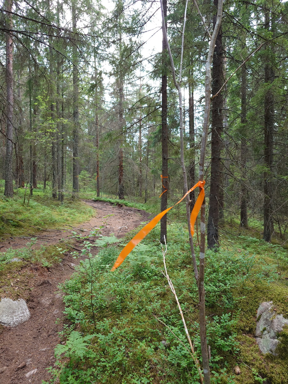 Följ orange plastsnitslar på den tillfälliga omdragningen av etapp 2 Roslagsleden