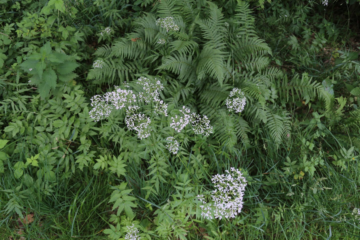 Läkevänderot (Valeriana officinalis).