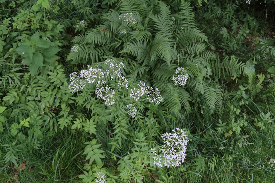 Läkevänderot (Valeriana officinalis).