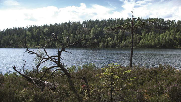 Kednäs Nature reserve