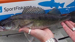 Sportfiskekortet, Ullnasjön