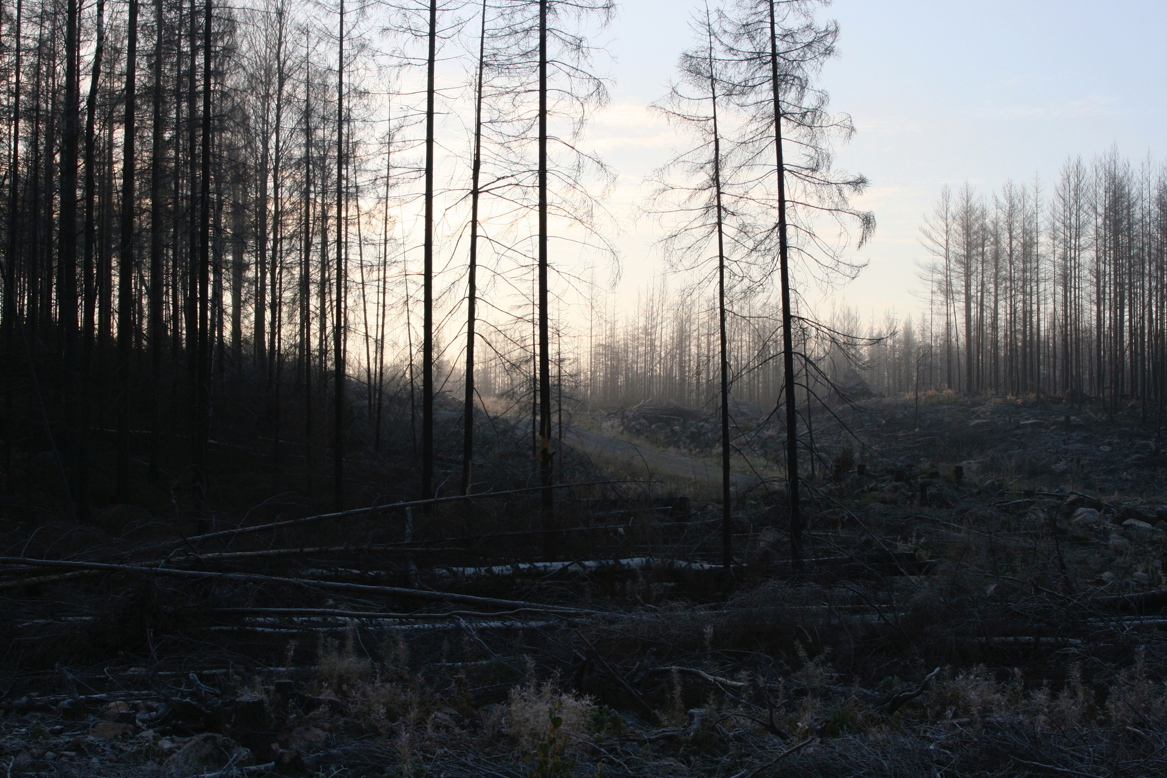 Hälleskogsbrännan