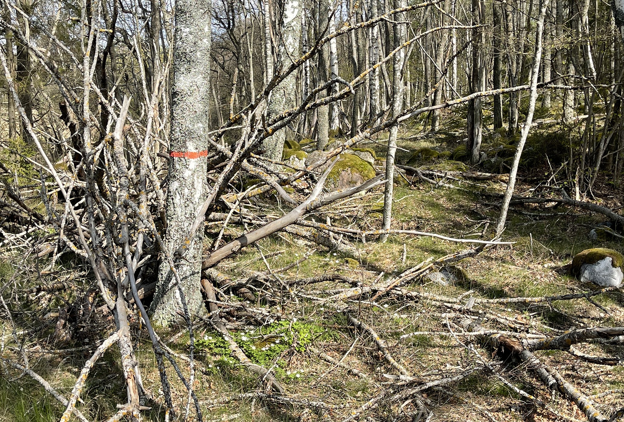 Orange ledmarkering på ett träd längs stig i vårig lövskog.