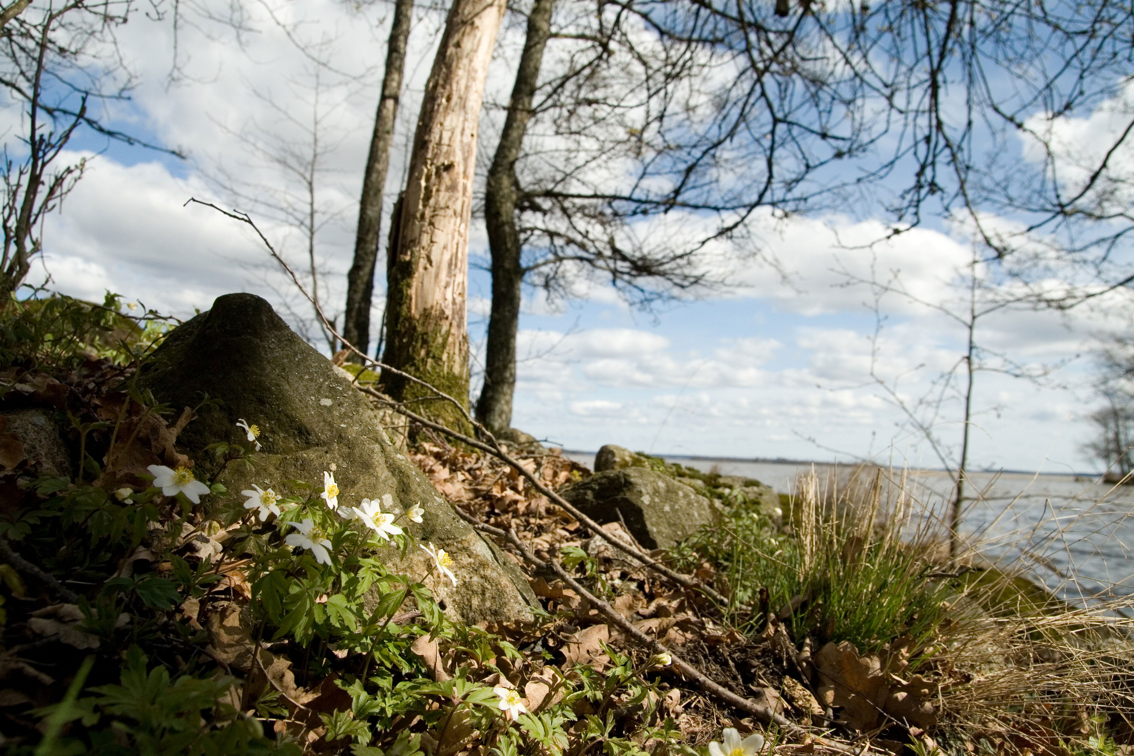 Fullerö