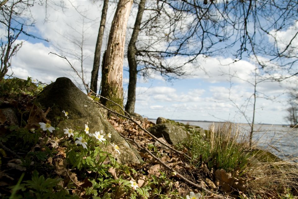 Bild fotad vid marken med vitsippor vid en sten i förgrunden. Några träd skjuter upp ur marken och vattnet skymtas lite längre bort.