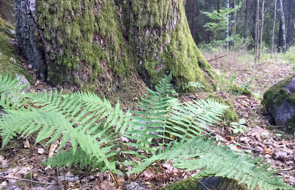 Ormbunkar vid en trädstam.