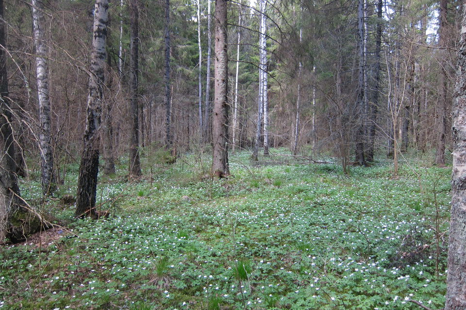 Igelsjöns naturreservat