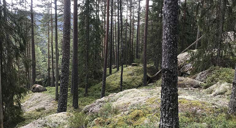 Naturguide till Eda — Naturkartan