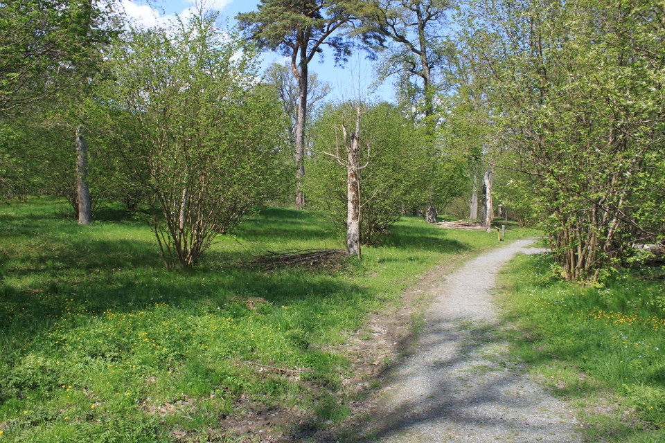 En grusad promenadstig med lövträd och buskar runtom. På ena sidan av stigen finns en äng.