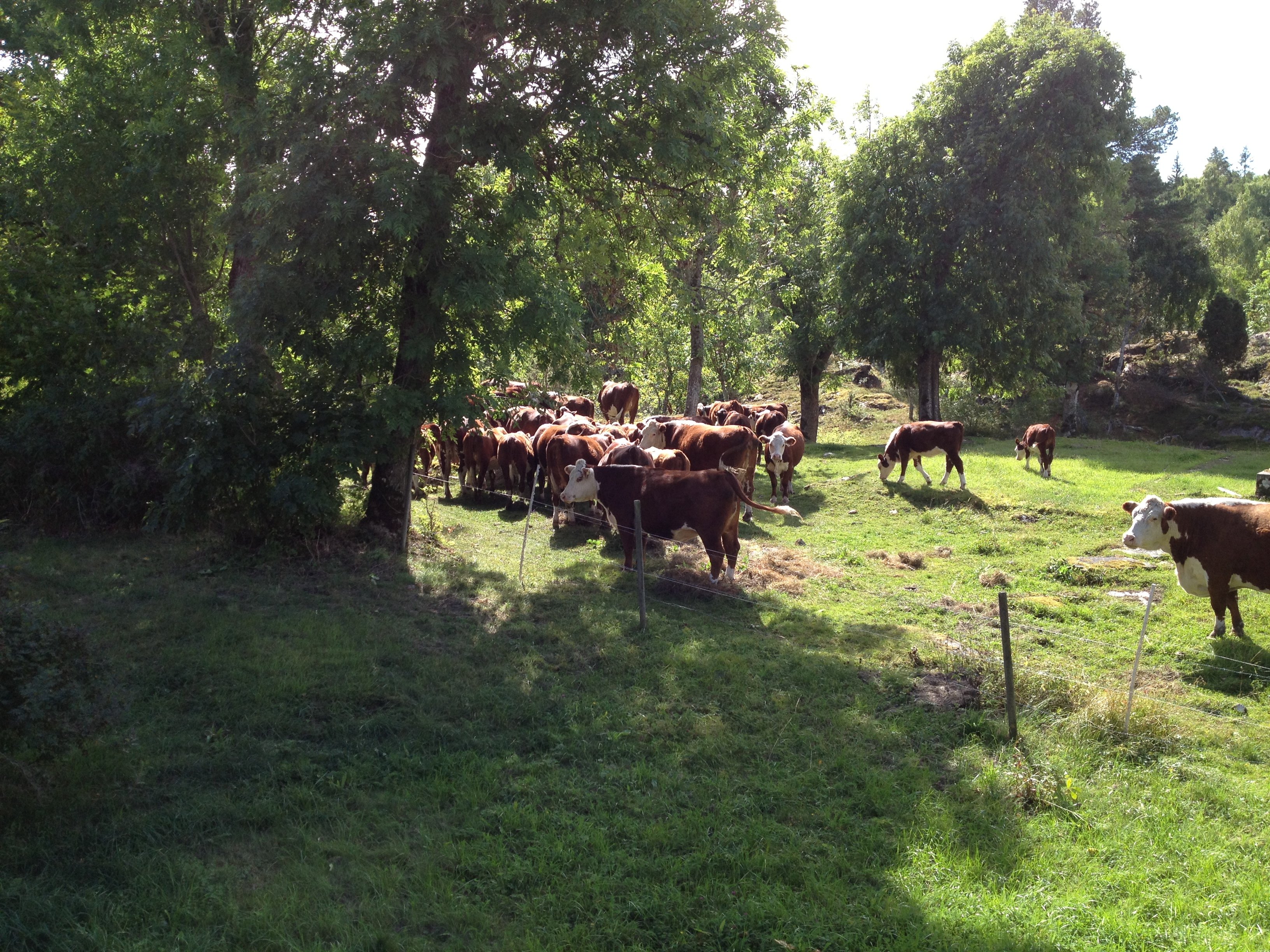 En stor flock kor på bete i en instängslad hage. 