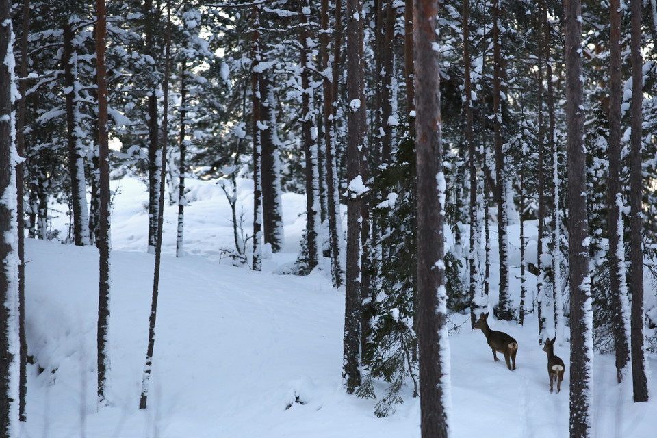 Djurlivet på Ängsö