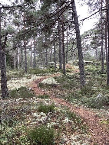 The northern trail, Långviksträsk