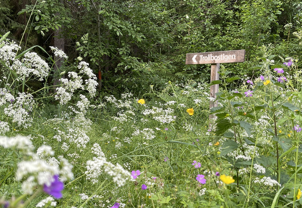 Skylt med text Trollbostigen. Midsommarblomster, smörblommor och hudkex växer framför.