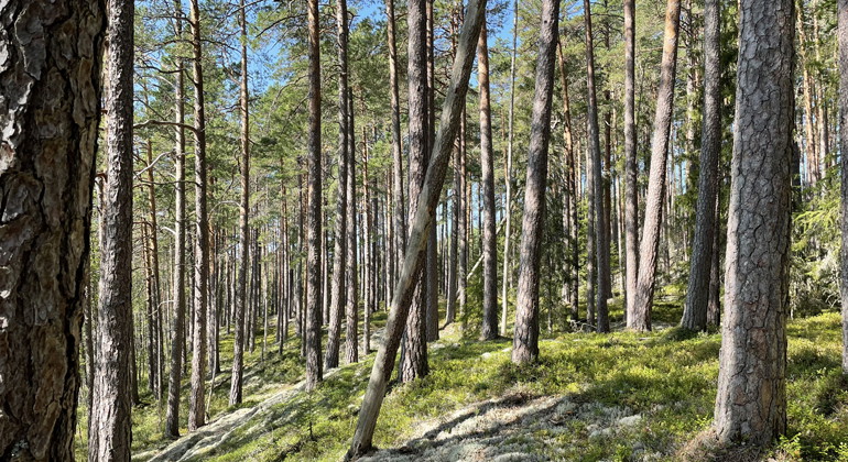 Solbelyst sluttning med gammeltallskog.