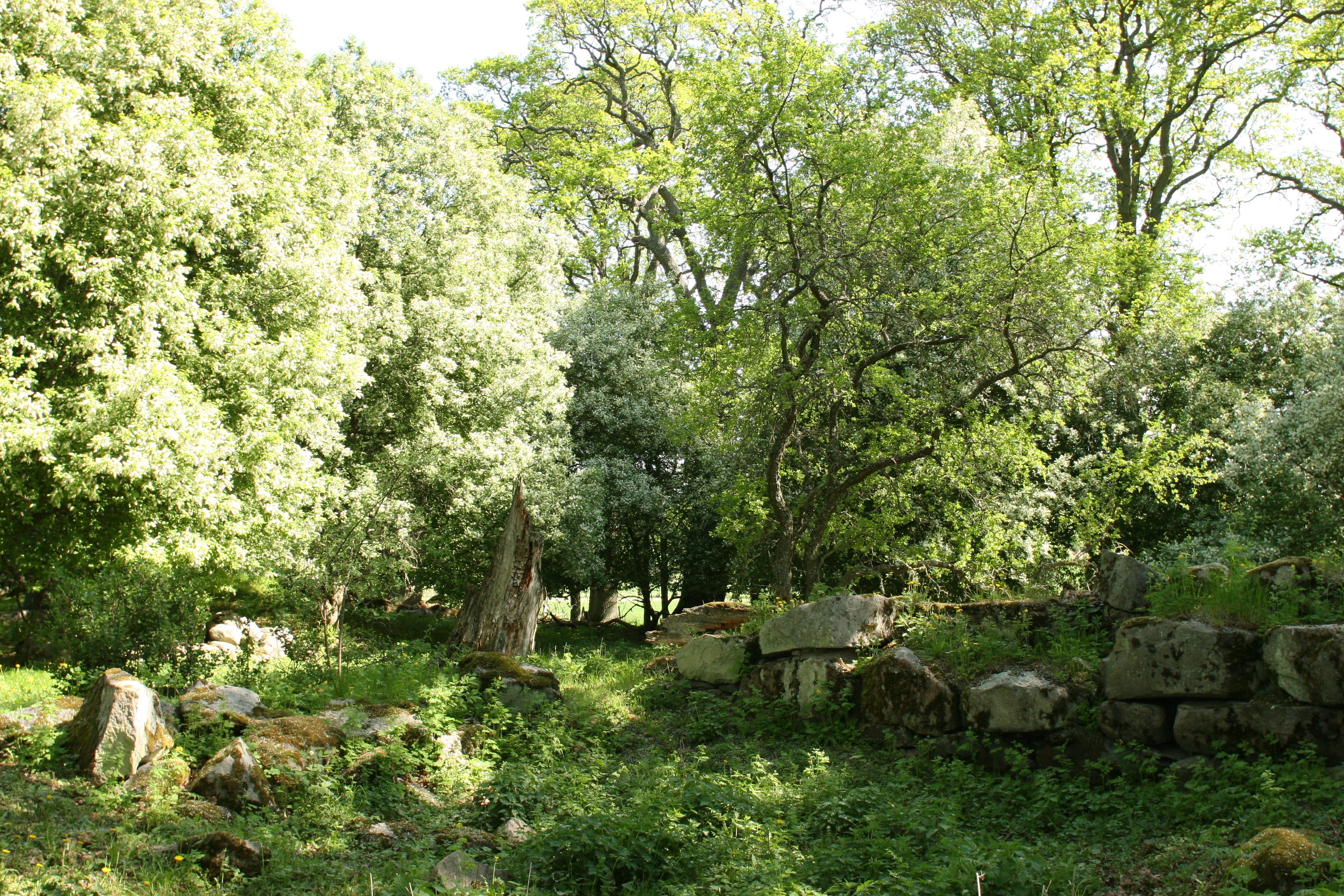 Träd på våren i en hage, ett träd med vita blommor. En stengrund till höger i bilde.