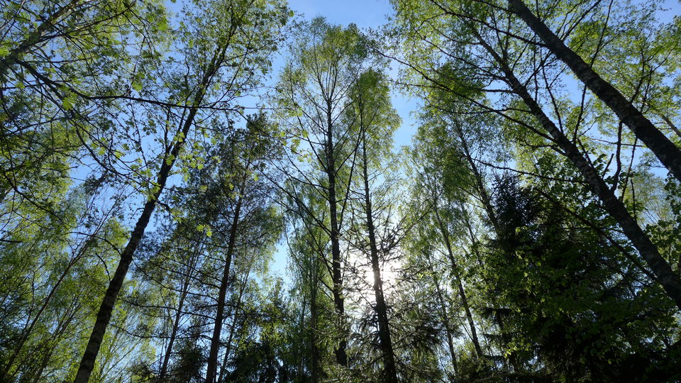 Vardagsnära skog