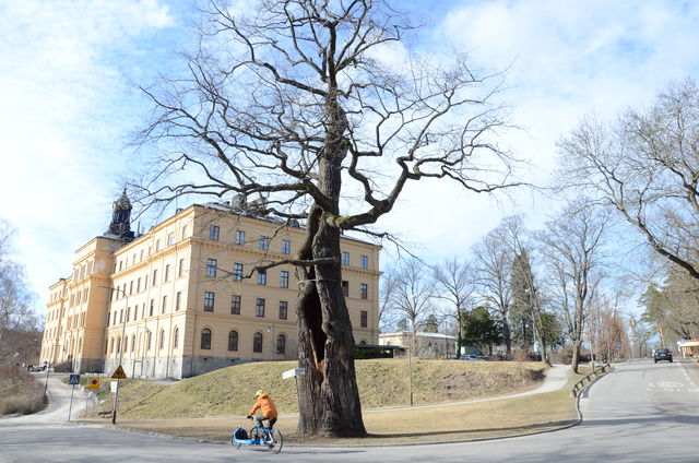 Kungseken