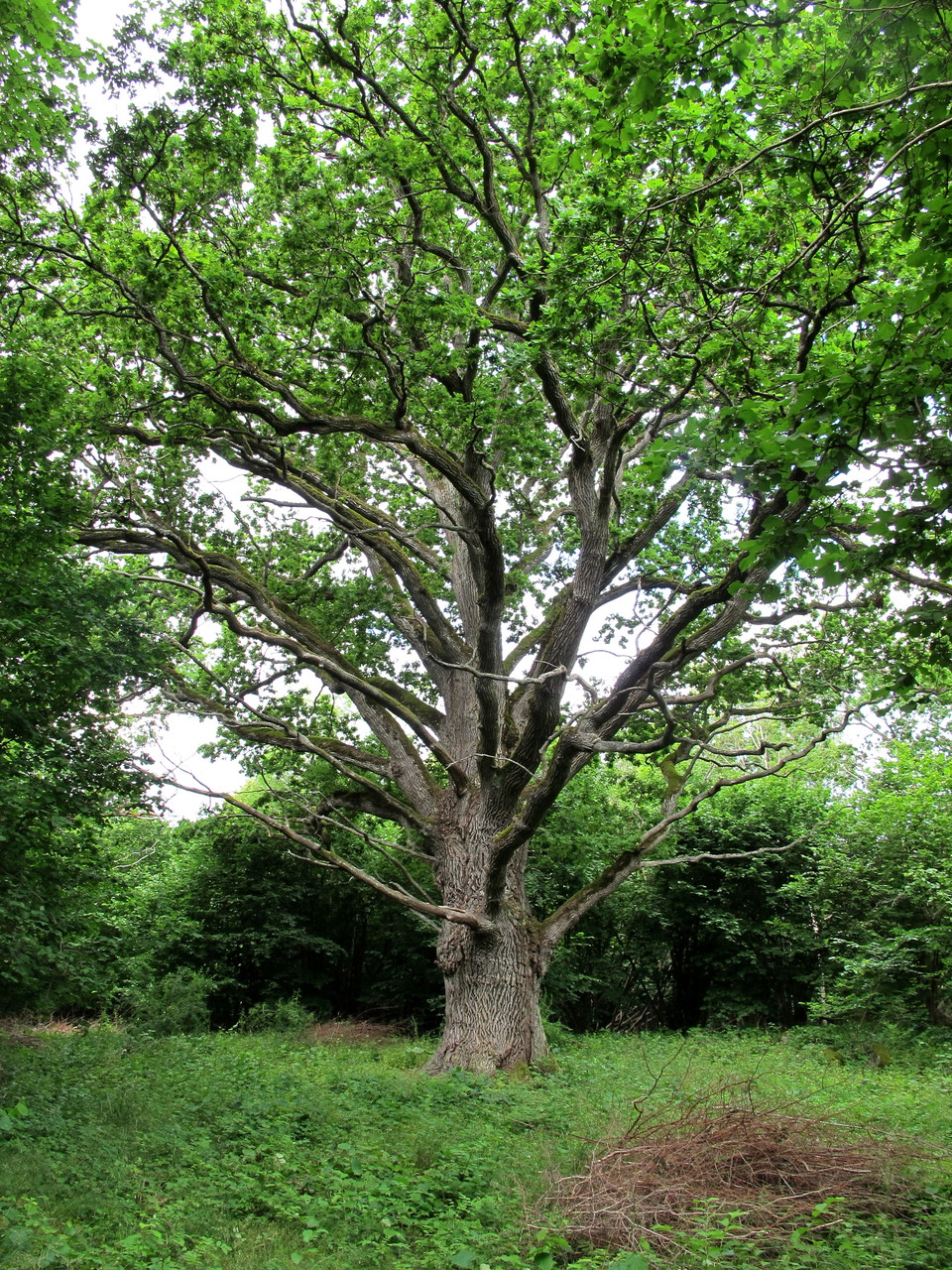 Imponerande stora ekar längs den orangemarkerade stigen. 