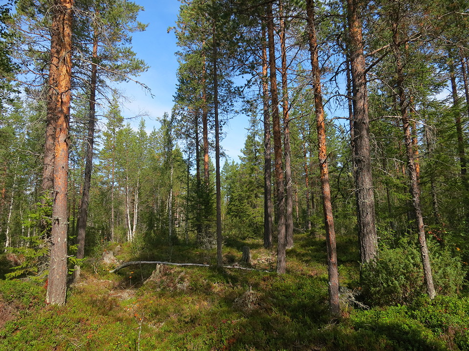 Fin gammal tallskog