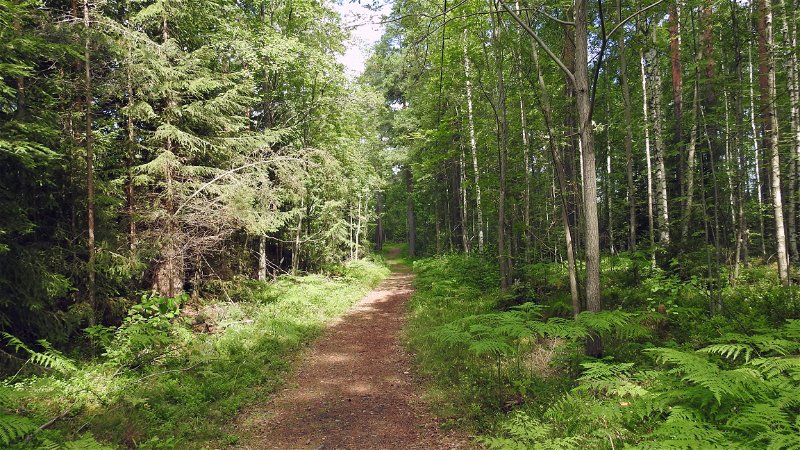 Finneskog Forest