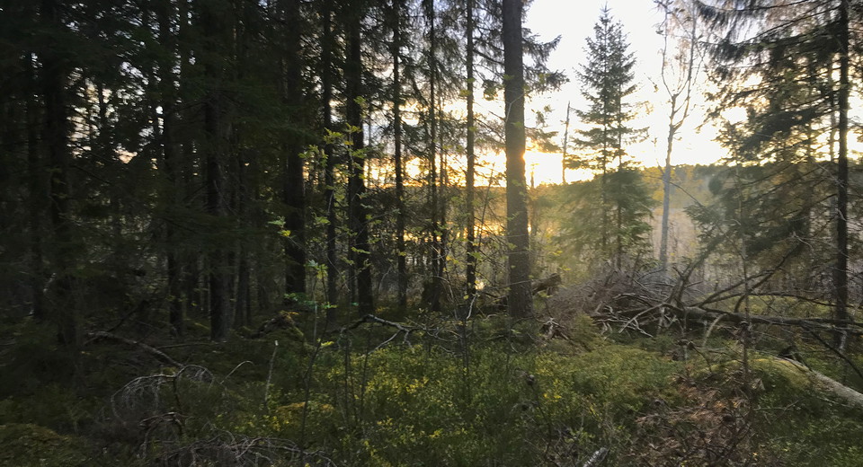 Sol som skiner mellan träd på skogsstig