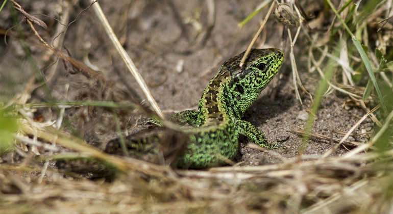 Sandödla.