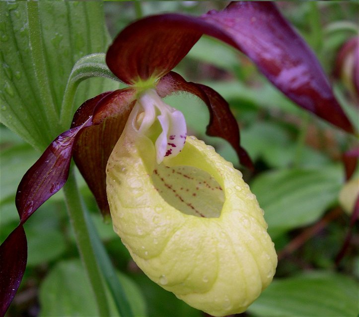 I reservatet finns en av länets största förekomster av orkidén guckusko.