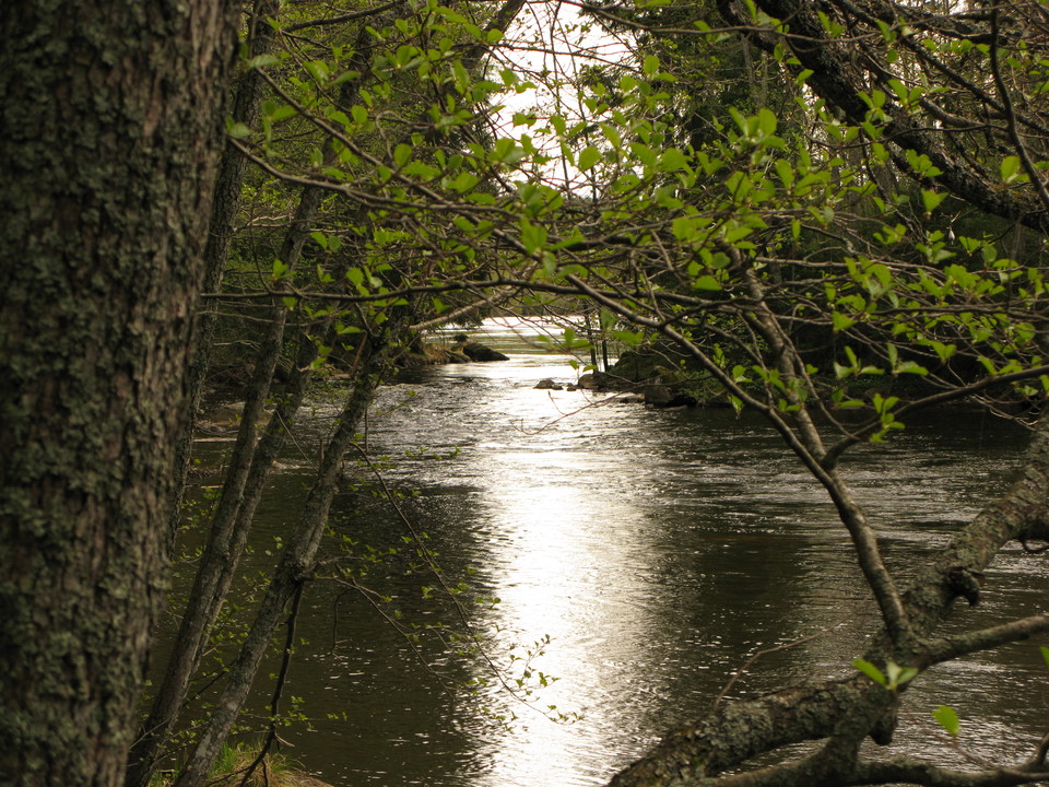 Genom ett buskage har man utsikt över en älv. Vattnet är lugnt och det är inte långt mellan stränderna på bägge sidorna av älven.