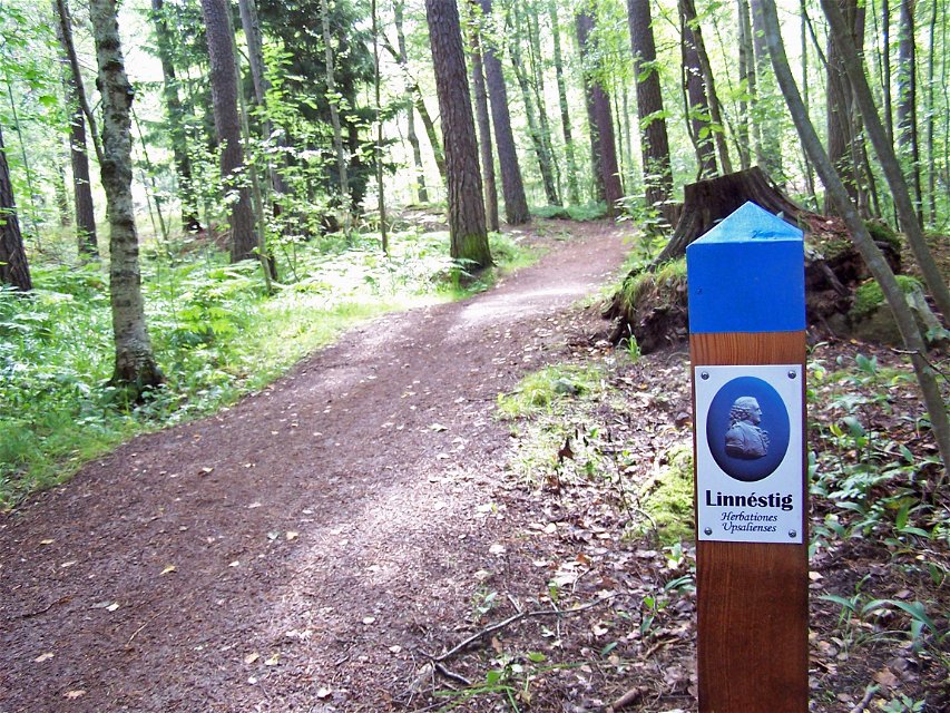 En stolpe med stigmarkering för Linnéstigen står vid en bred stig i skogen.
