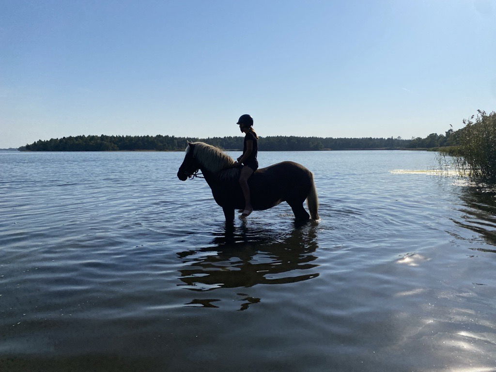 Häst som badar
