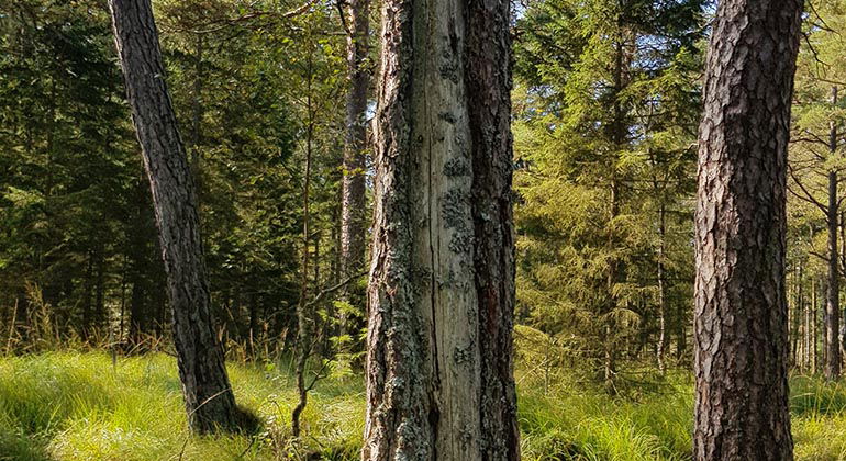 Tall med brandljud