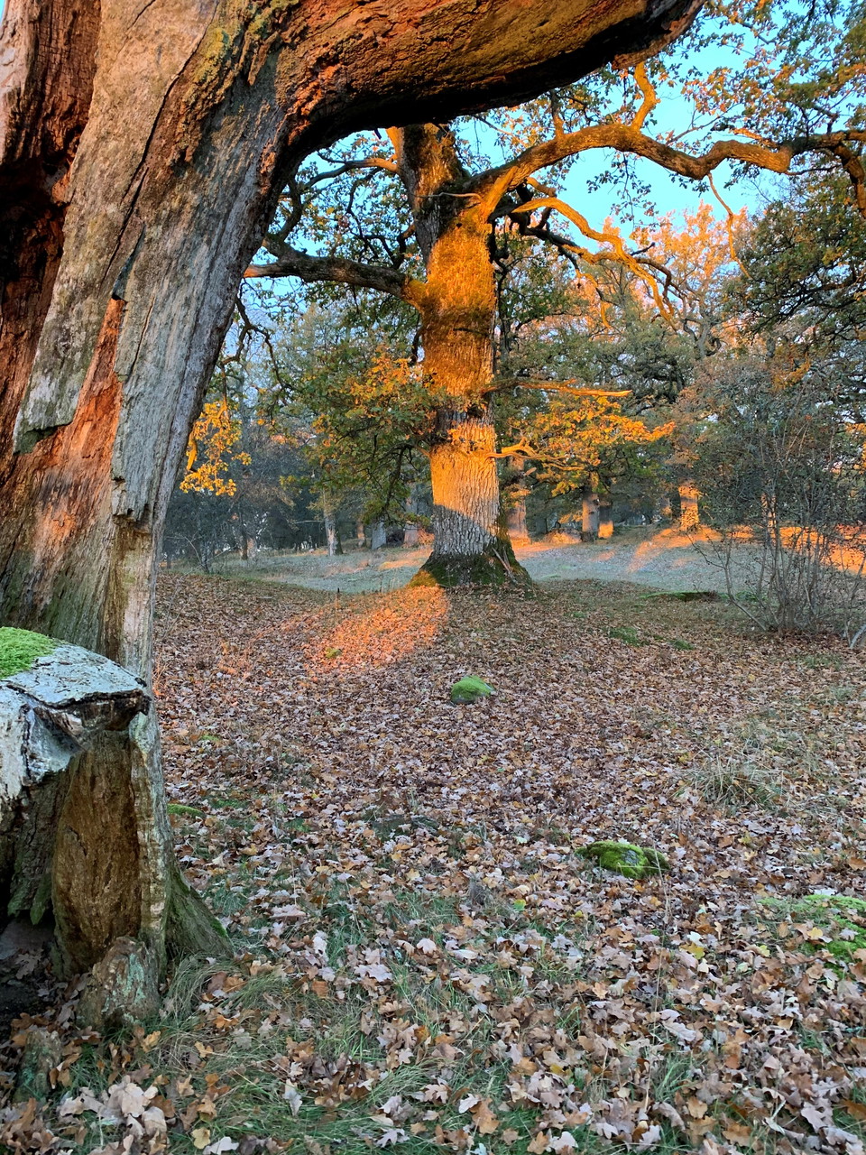 Norra malma naturreservat