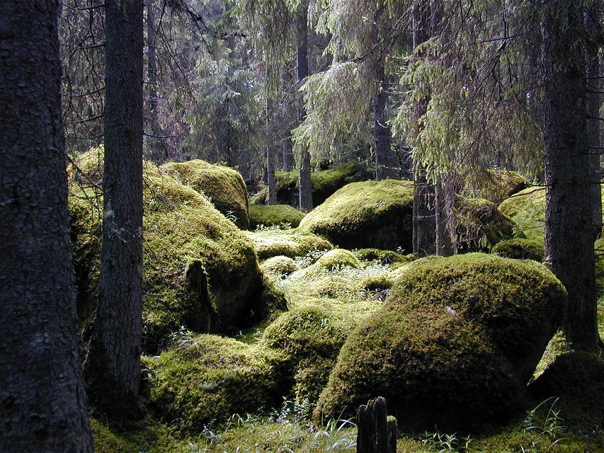 En tät skog med stora mossklädda stenblock.