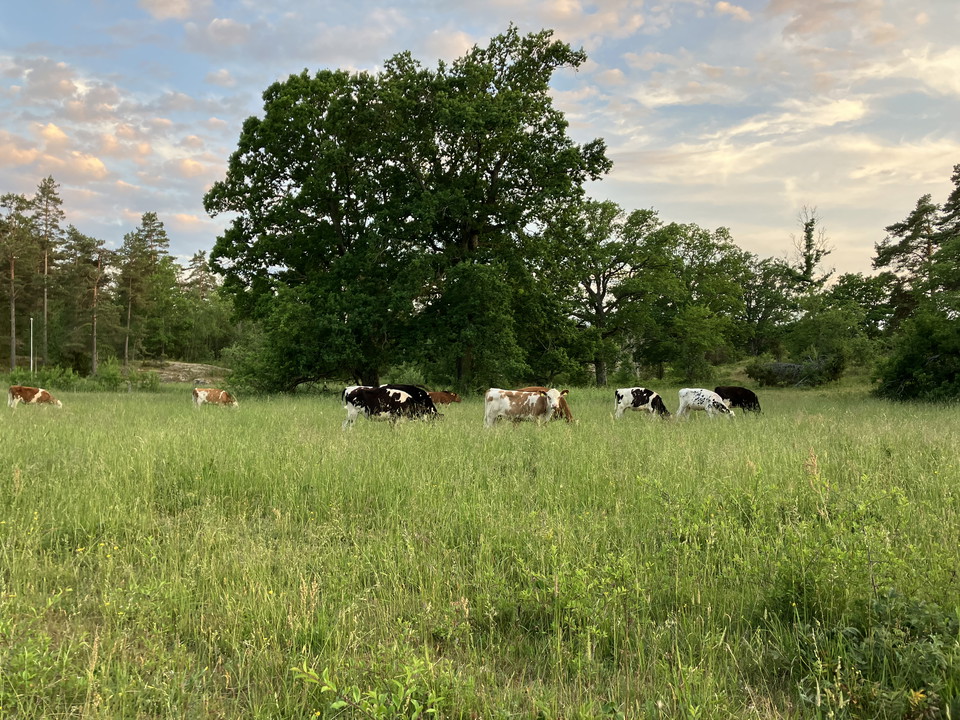 Delar av leden går genom beteshagar.