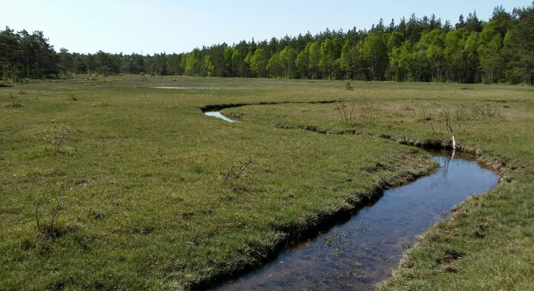 Karakteristiskt slingrande vattendrag vid Mallgård källmyr.