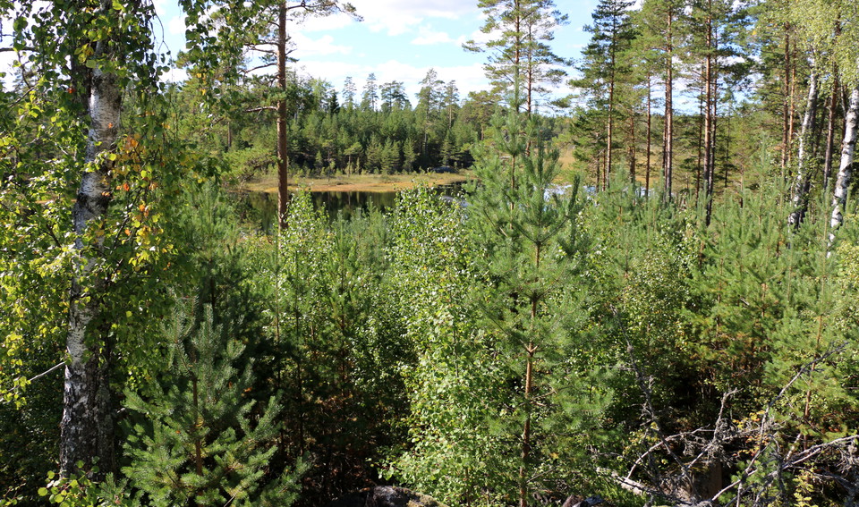 Bakom träd skymtar en tjärn.