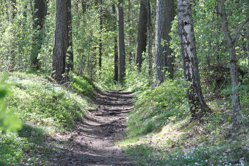 Stig med rötter i ett grönskande landskap.