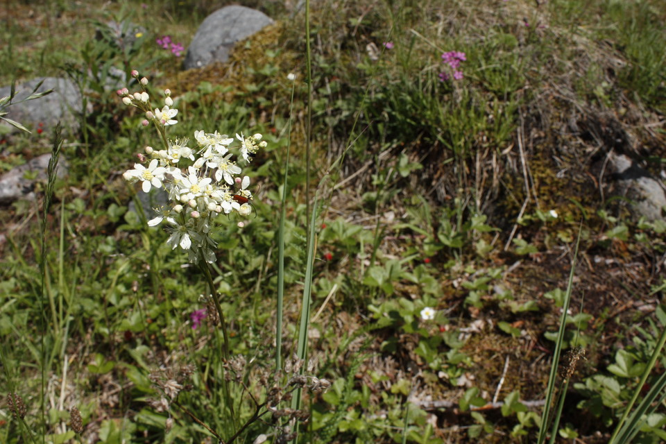 En sommaräng med flera vita och lila blommor. 