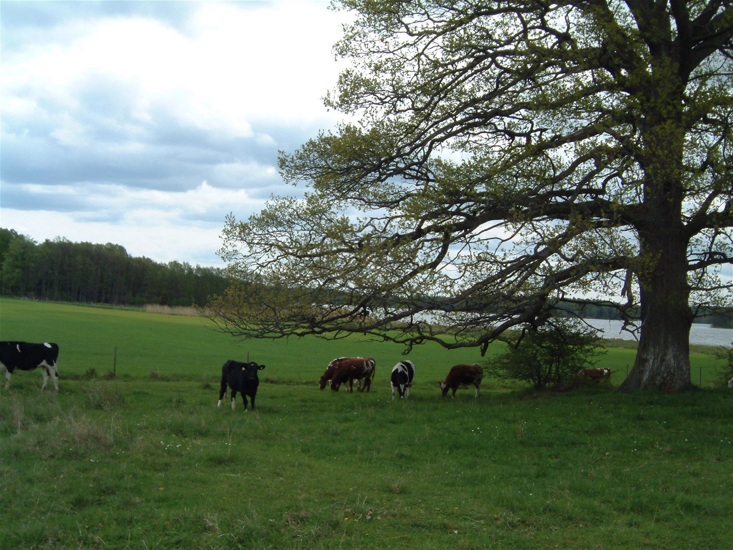 En flock kor betar i en grön hage med stängsel runt. Vid korna står ett högt träd och i bakgrunden finns ett vattendrag.
