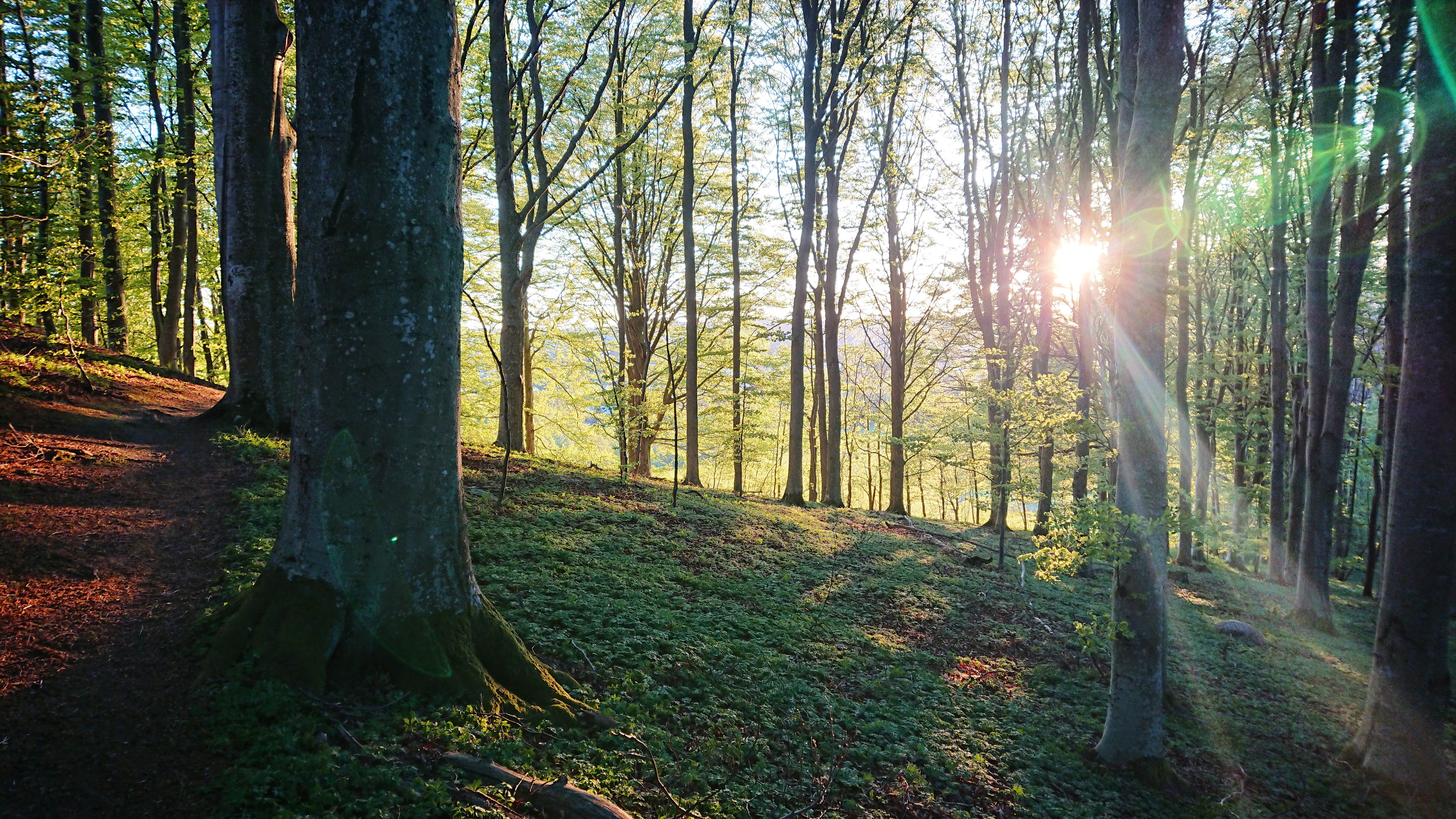 Bokskogen är besynnerligt vacker