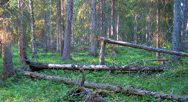 Åheden.
