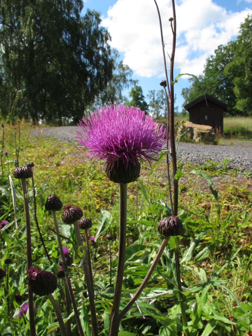 Fotograf: Elin Åkelius