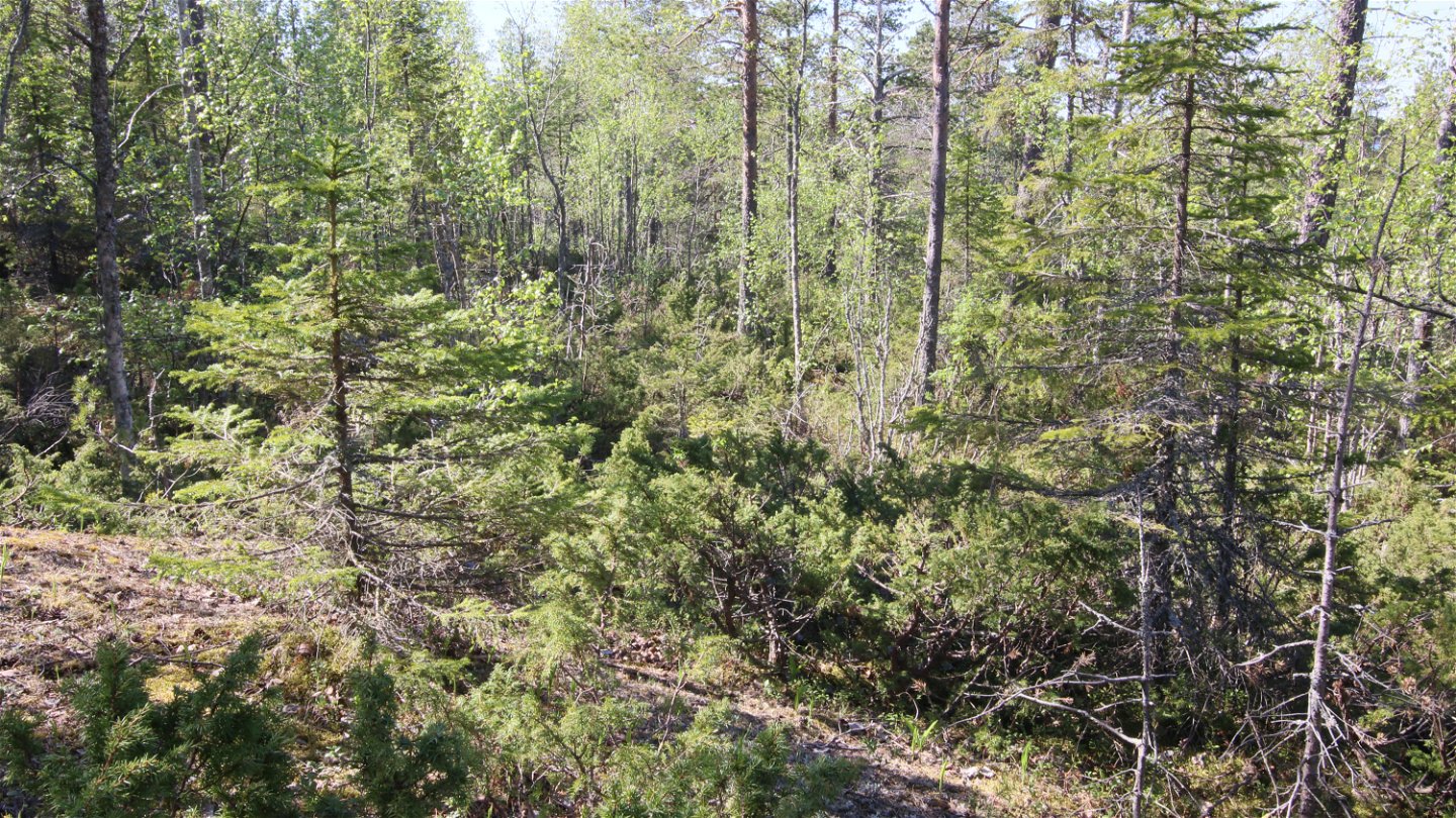 Barrblandskog och sluttande hällmark