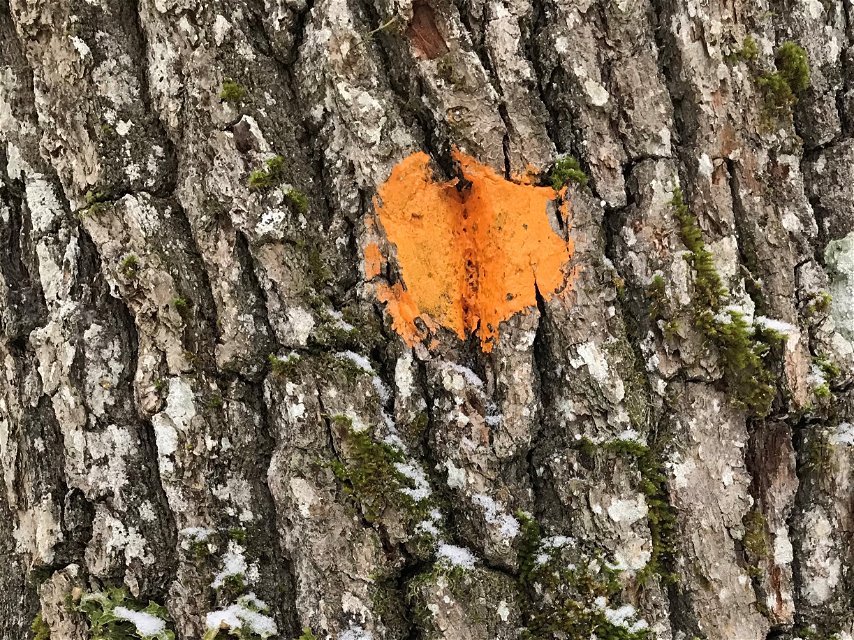 Närbild på en orange stigmarkering målad på en trädstam.