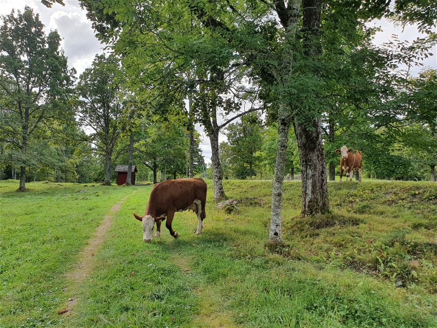 Kor som betar gräs i hage med lövträd och ett dass i bakgrunden.