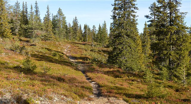 Trail 5 kilometres, Vittjåkk-Akkanålke