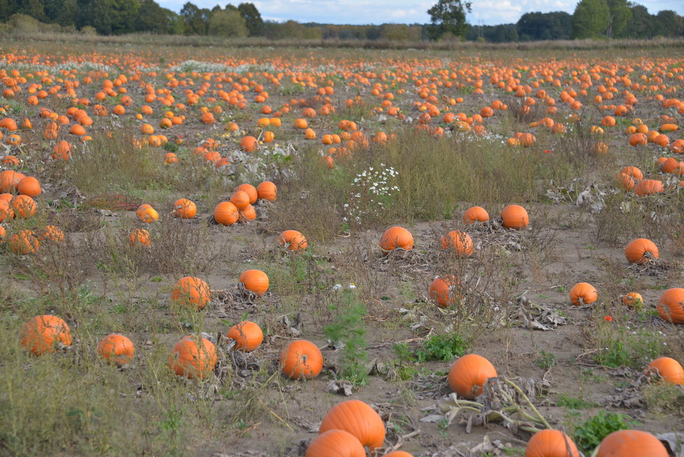 På hösten firas halloween med pumpor och spökrundor.