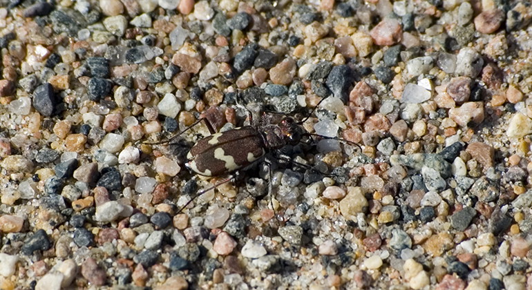 Strandsandjägare.