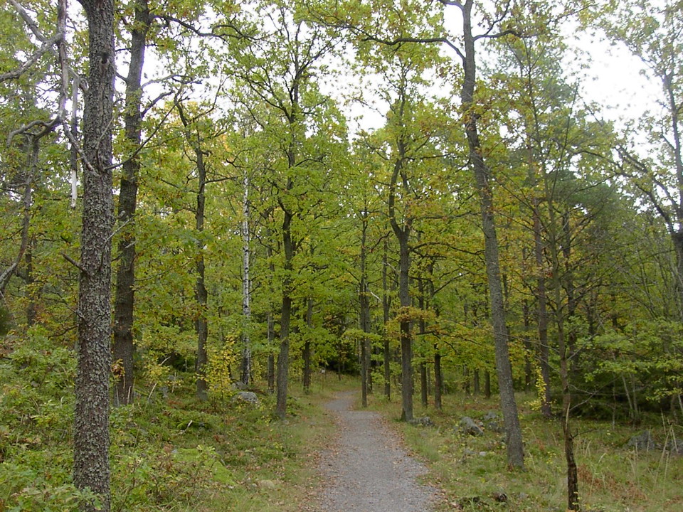 Ekskog, Södra Sticklinge. Foto Lidingö stad.
