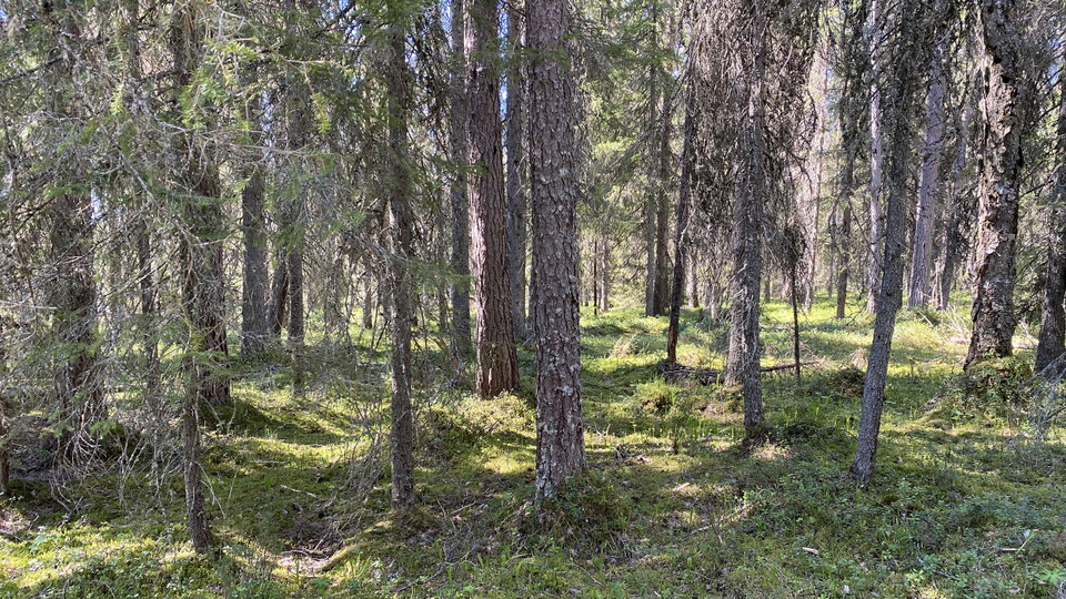 Gammal barrskog med mossa på marken.